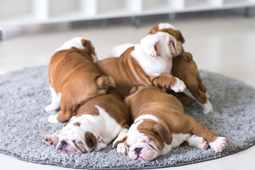 English bulldog puppies lie together on the carpet.