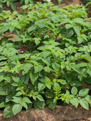 ジャガイモ畑　キタアカリ