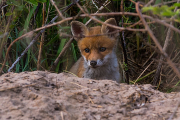 cute fox cub at the entrance of the den