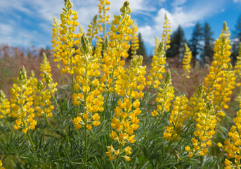 Brilliant yellow Sabin's Lupine (Lupinus sabinianus) blooming against blue sky