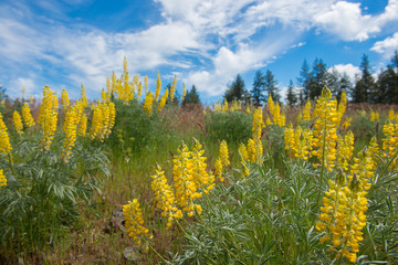 Brilliant yellow Sabin's Lupine (Lupinus sabinianus) blooming in a field against blue sky