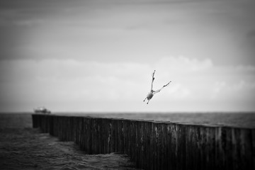 seagull flying over the breakwater.