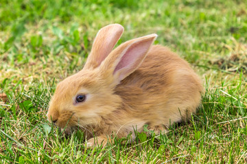 scared look  of young rabbit