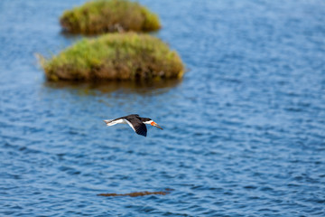 Black Skimmer (Rynchops niger) 008