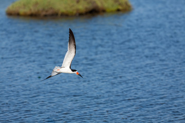 Black Skimmer (Rynchops niger) 010