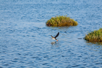 Black Skimmer (Rynchops niger) 013
