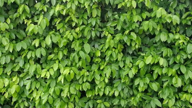Background motion green leaf on the natural abundance in spring.