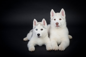 Fototapeta premium Lovely Husky puppies