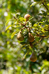 Madernassa pear on the plant