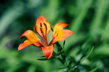 Obraz premium Hybrid Lily Royal Sunset flower on green background. Shallow depth of field.