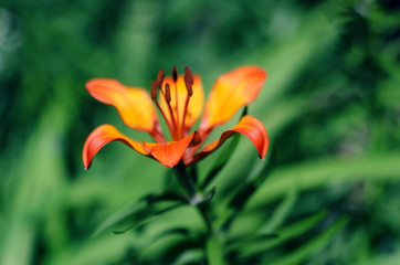 Fototapeta na wymiar Hybrid Lily Royal Sunset flower on green background. Shallow depth of field.