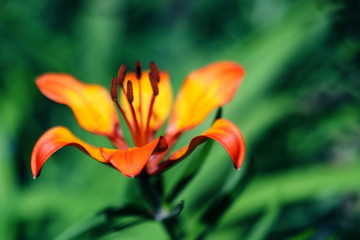 Obraz premium Hybrid Lily Royal Sunset flower on green background. Shallow depth of field.