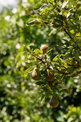 Madernassa pear on the plant