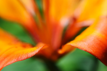 Hybrid Lily Royal Sunset flower. Macro abstract background with shallow depth of field. Abstract colorful background