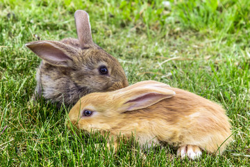 grey and red young rabbits