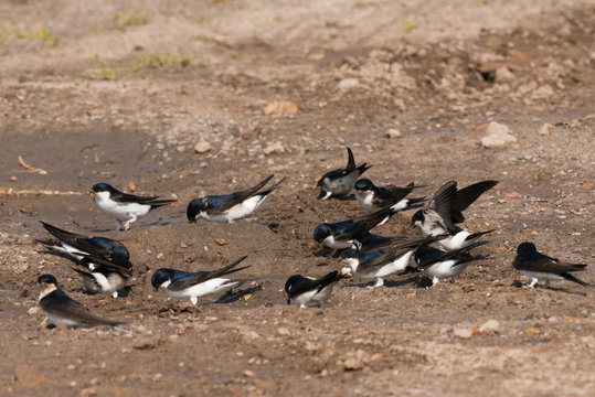 Common house martin in nest building