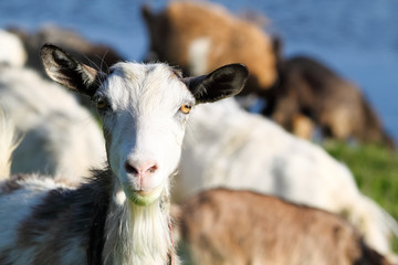 Funny muzzle curious chewing goat close-up. Portrait
