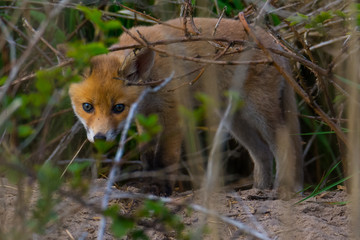 cute fox cub at the entrance of the den