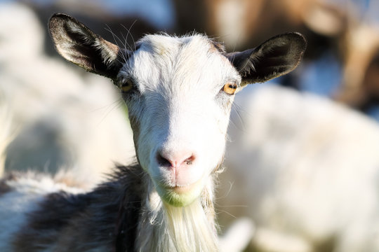 Funny muzzle curious chewing goat close-up. Portrait