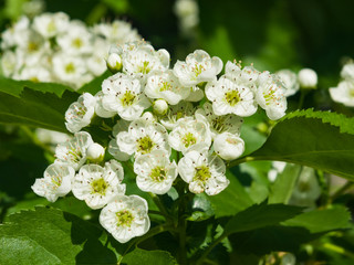 Blossoming hawthorn or maythorn or Crataegus flowers close-up, selective focus, shallow DOF