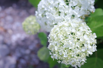 白い紫陽花　アナベル