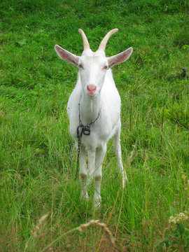 goat in the green grass