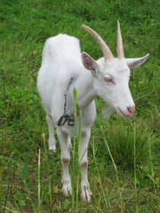 Obraz premium goat in the green grass