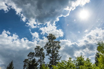 Pine tree silhouette against cloudy sunset sky.