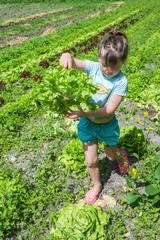 ramasser la salade du jardin