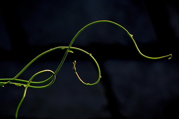 Detail of curled climber on black background - obrazy, fototapety, plakaty