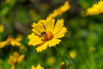 Honeybee on the yellow flower