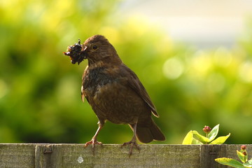 Female Eurasian blackbird holding nest building material in her beak
