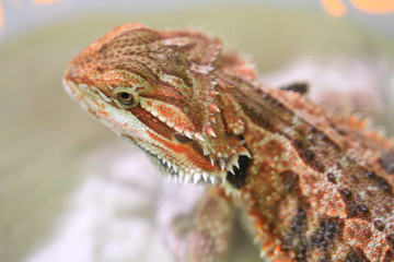 head of lizard