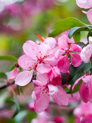 Pink spring flowers on a tree branch