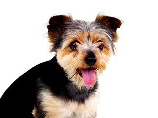 Cute small dog with cutted hair