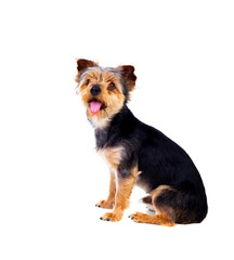 Cute small dog with cutted hair