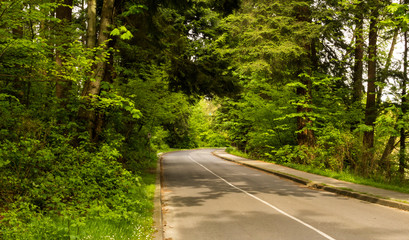 Photo of infinite road on the woods