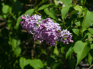 Blossom common lilac or Syringa vulgaris macro, selective focus, shallow DOF
