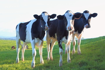 Group of cows on a farmland in East Devon