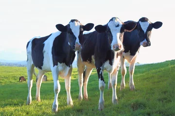 Tableaux ronds sur aluminium brossé Vache Group of cows on a farmland in East Devon