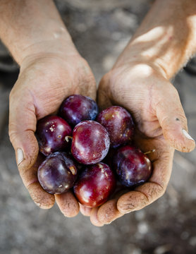 Farmer hand holding freshly picked plums, Damouchari, Pelion peninsula, Greece.