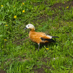 Female Ruddy shelduck Tadorna ferruginea standing in grass, selective focus, shallow DOF