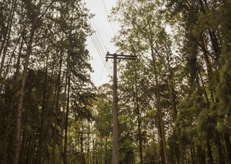 Photo of energy post and cables on forest background