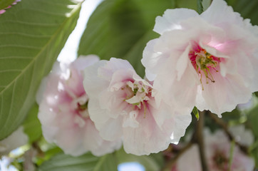 Beautiful cherry blossom sakura in spring time