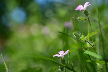 Zwei kleine Wildblumen vor saftigem Wiesenhintergrund