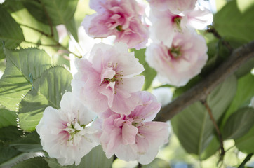Beautiful cherry blossom sakura in spring time