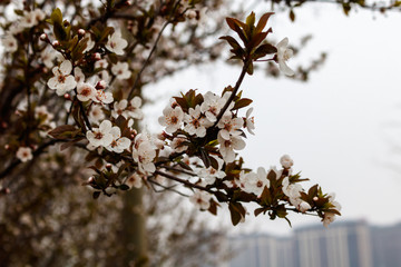 plum blossom 