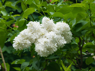 White flowers on Common lilac or Syringa vulgaris macro, selective focus, shallow DOF