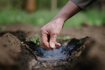 An elderly man planting seeds in the garden