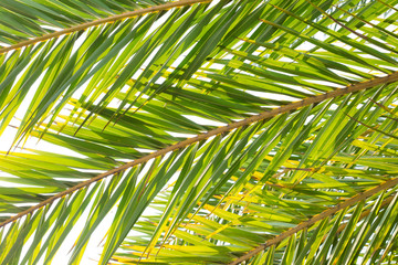 Obraz na płótnie Canvas Green palm leaf background